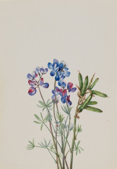  by Mary Vaux Walcott