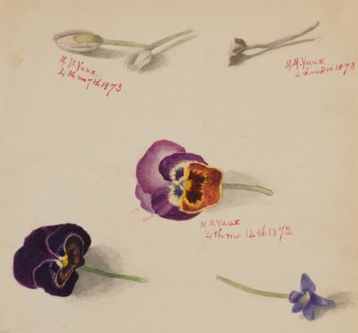 Başlıksız -- Çiçek Çalışması, 1873. by Mary Vaux Walcott