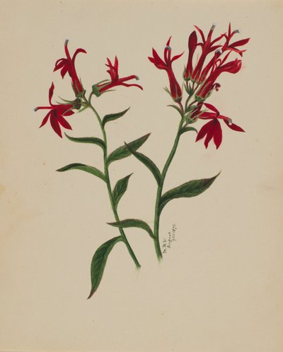 Başlıksız -- Çiçek Çalışması, 1876. by Mary Vaux Walcott