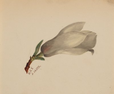 Başlıksız -- Çiçek Çalışması, 1876. by Mary Vaux Walcott