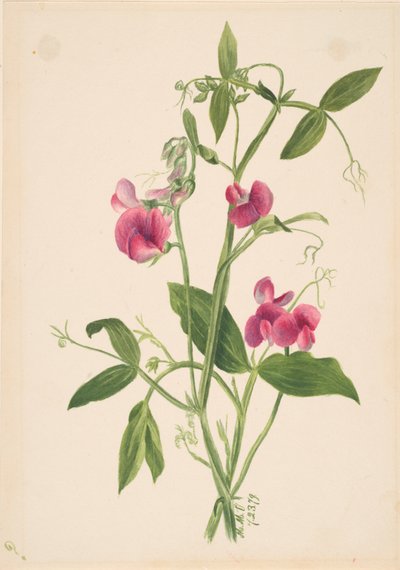 Başlıksız -- Çiçek Çalışması, 1879. by Mary Vaux Walcott