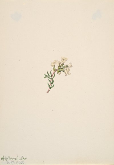 Başlıksız -- Çiçek Çalışması, 1905. by Mary Vaux Walcott