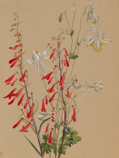 İsimsiz--Çiçek Çalışması, yak. 1883-1900. by Mary Vaux Walcott
