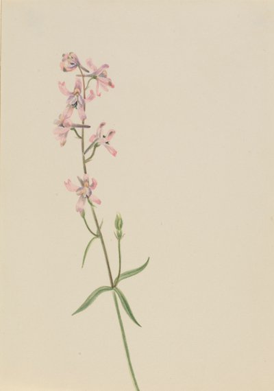 İsimsiz--Çiçek Çalışması, yak. 1900-1930. by Mary Vaux Walcott