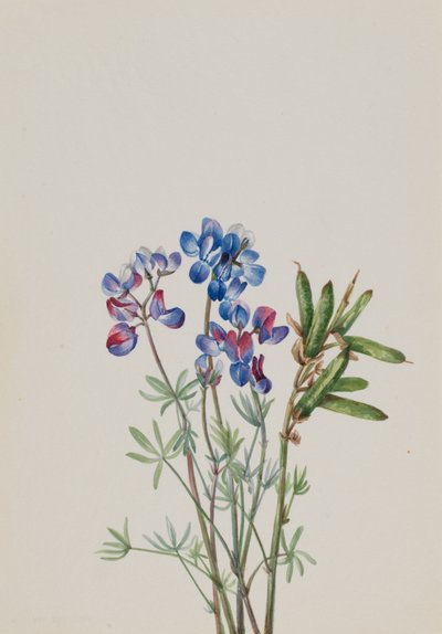 İsimsiz--Çiçek Çalışması, yak. 1900-1930. by Mary Vaux Walcott
