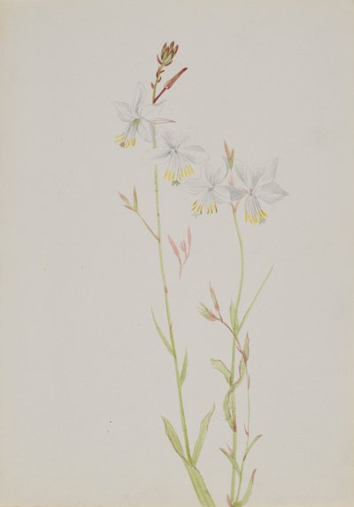 Başlıksız--Çiçek Çalışması, n.d. by Mary Vaux Walcott