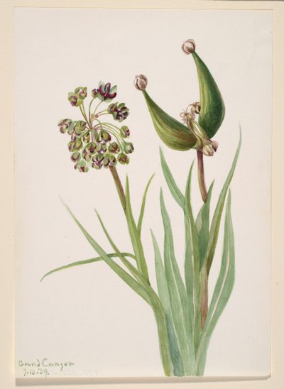  by Mary Vaux Walcott