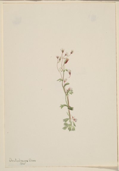  by Mary Vaux Walcott