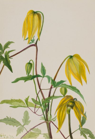  by Mary Vaux Walcott