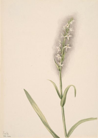 Başlıksız -- Bitki Çalışması, 1904. by Mary Vaux Walcott