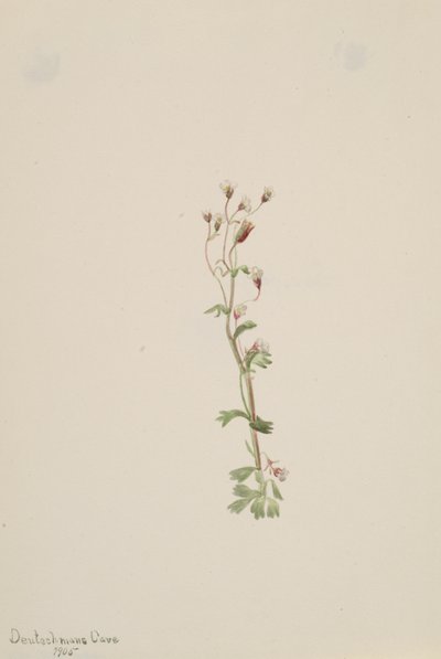 Başlıksız -- Bitki Çalışması, 1905. by Mary Vaux Walcott