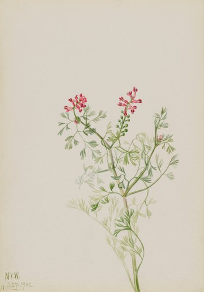 Başlıksız -- Bitki Çalışması, 1922. by Mary Vaux Walcott