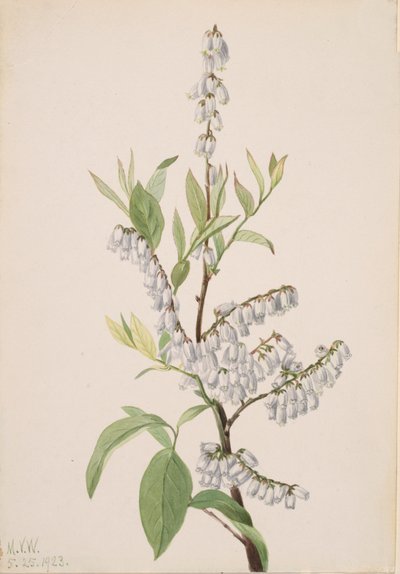 Başlıksız -- Bitki Çalışması, 1923. by Mary Vaux Walcott