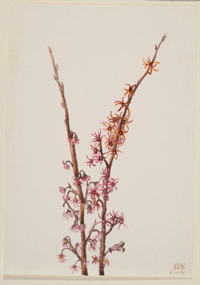Başlıksız -- Bitki Çalışması, 1939. by Mary Vaux Walcott