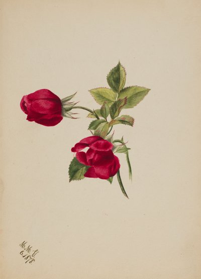 İsimsiz -- Rose, 1878. by Mary Vaux Walcott