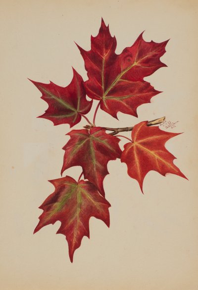  by Mary Vaux Walcott