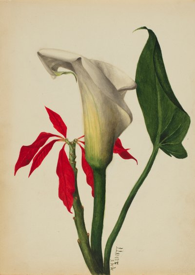 by Mary Vaux Walcott