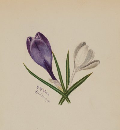 İsimsiz (Çiğdemler) by Mary Vaux Walcott