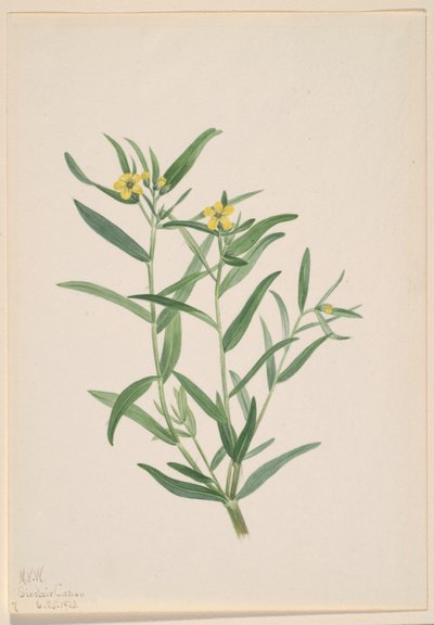  by Mary Vaux Walcott