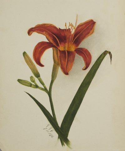  by Mary Vaux Walcott