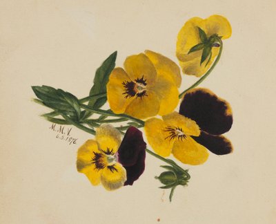  by Mary Vaux Walcott