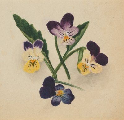  by Mary Vaux Walcott