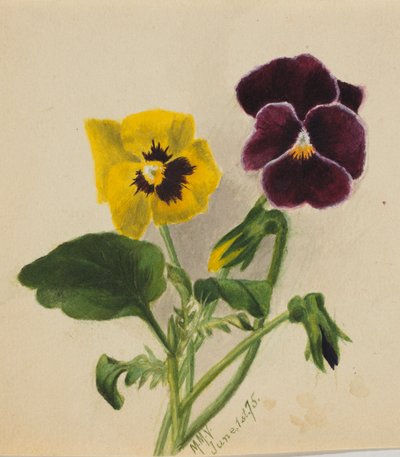  by Mary Vaux Walcott