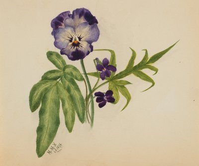  by Mary Vaux Walcott