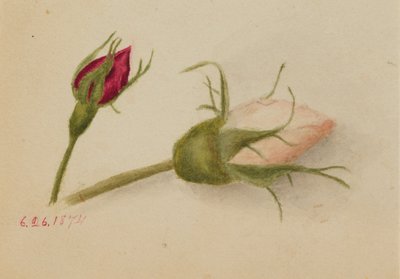  by Mary Vaux Walcott