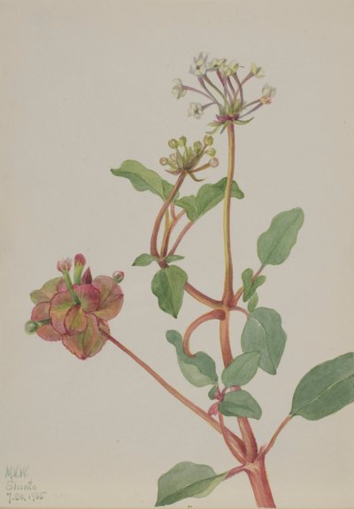 İsimsiz (Tripterocalyx pedunculatus) by Mary Vaux Walcott