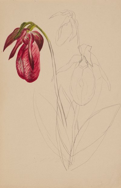  by Mary Vaux Walcott