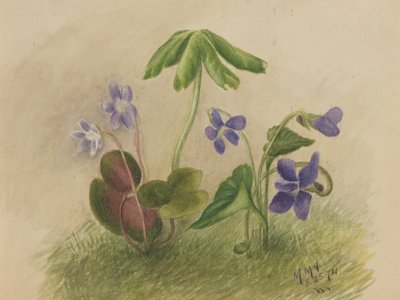  by Mary Vaux Walcott