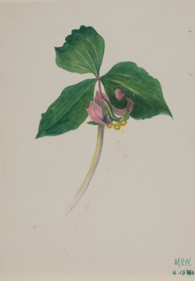  by Mary Vaux Walcott
