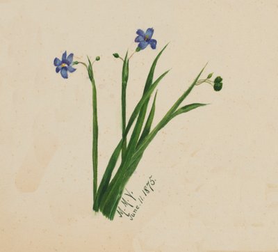İsimsiz, 1875. by Mary Vaux Walcott