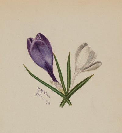 İsimsiz Çiğdemler, 1874. by Mary Vaux Walcott