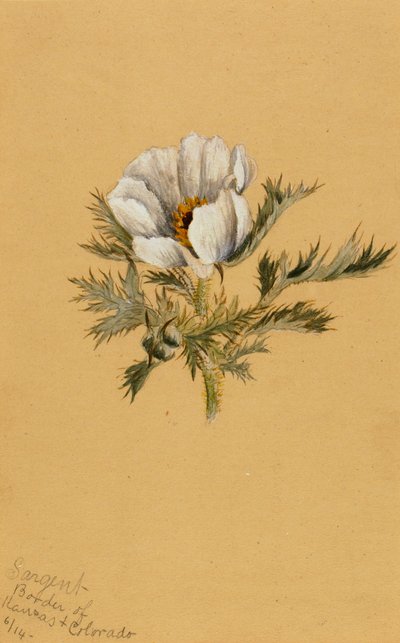 İsimsiz Çiçek Çalışması, 1883. by Mary Vaux Walcott