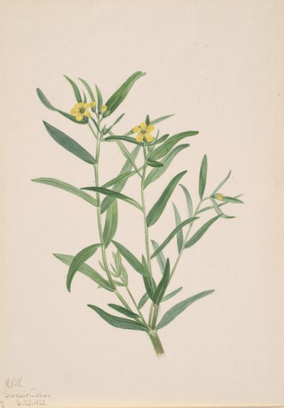 İsimsiz Çiçek Çalışması, 1923. by Mary Vaux Walcott
