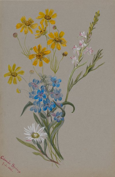 İsimsiz, Çiçek Grubu, 1883. by Mary Vaux Walcott