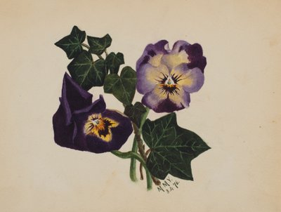 İsimsiz Hercai Menekşe ve Sarmaşık, 1876. by Mary Vaux Walcott