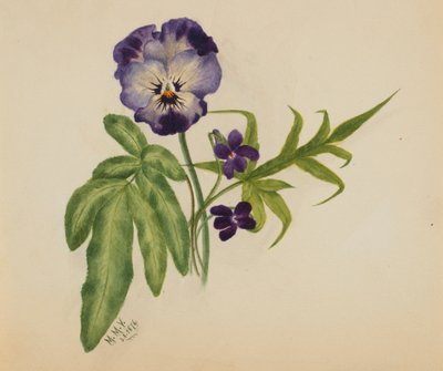 İsimsiz Pansy, 1876. by Mary Vaux Walcott
