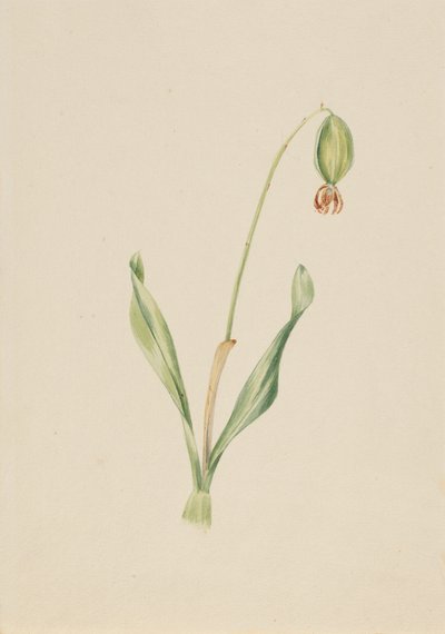 İsimsiz Bitki Çalışması, ca. 1930