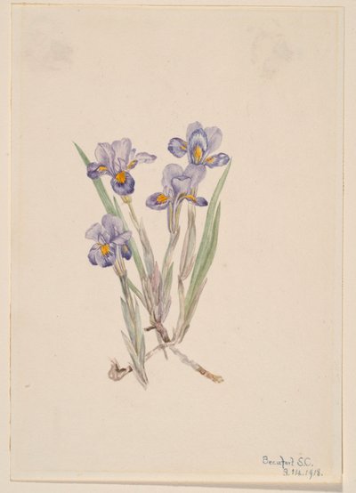  by Mary Vaux Walcott