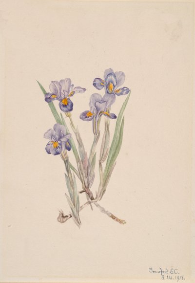 İlkbahar Iris Iris verna, 1918. by Mary Vaux Walcott