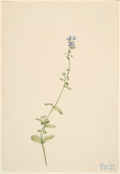  by Mary Vaux Walcott