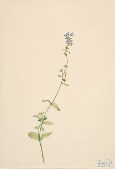 Veronica serpyllifolia, 1911. by Mary Vaux Walcott