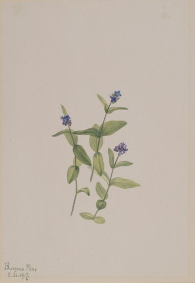 by Mary Vaux Walcott