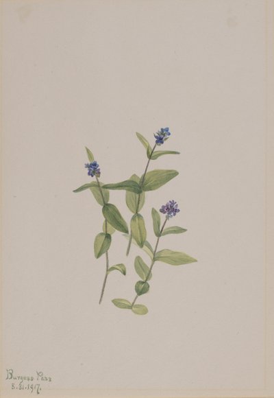 Veronica wormskjoldii, 1917. by Mary Vaux Walcott