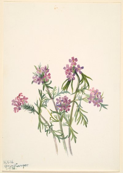  by Mary Vaux Walcott