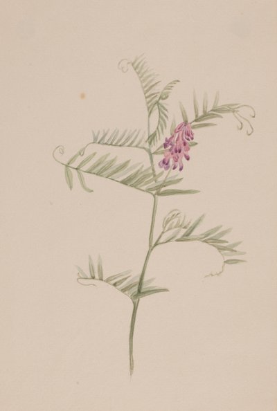  by Mary Vaux Walcott