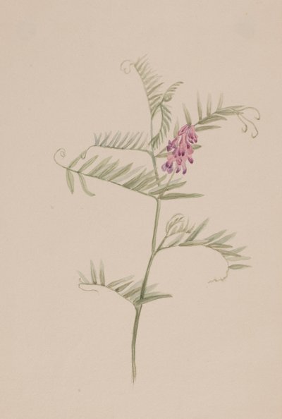 Amerikan fiğ, ca. 1917-1918. by Mary Vaux Walcott